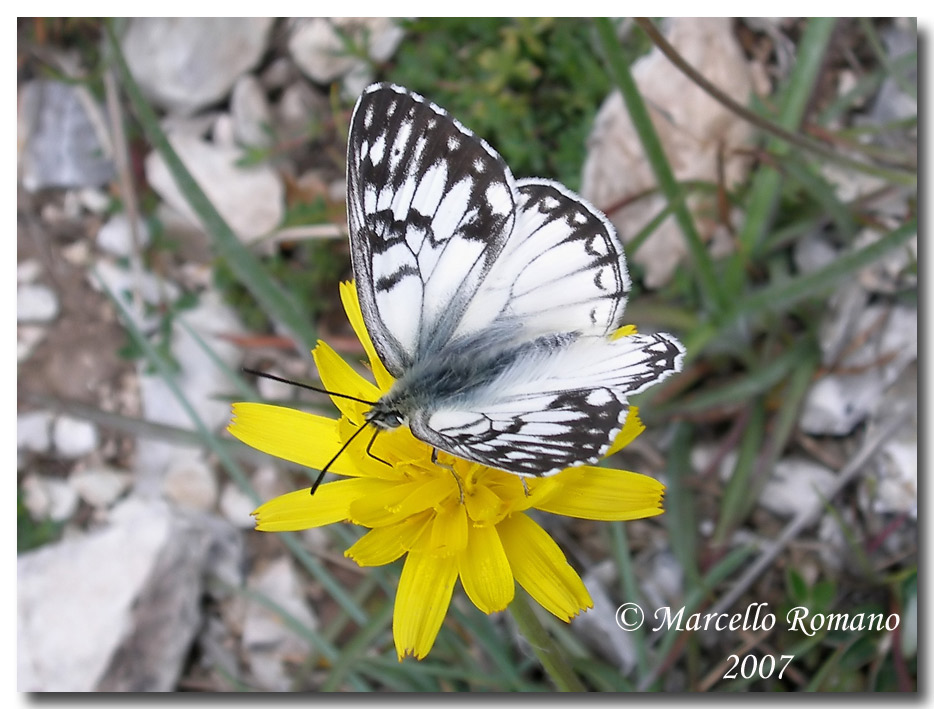 Una mattina di maggio in compagnia della Melanargia pherusa